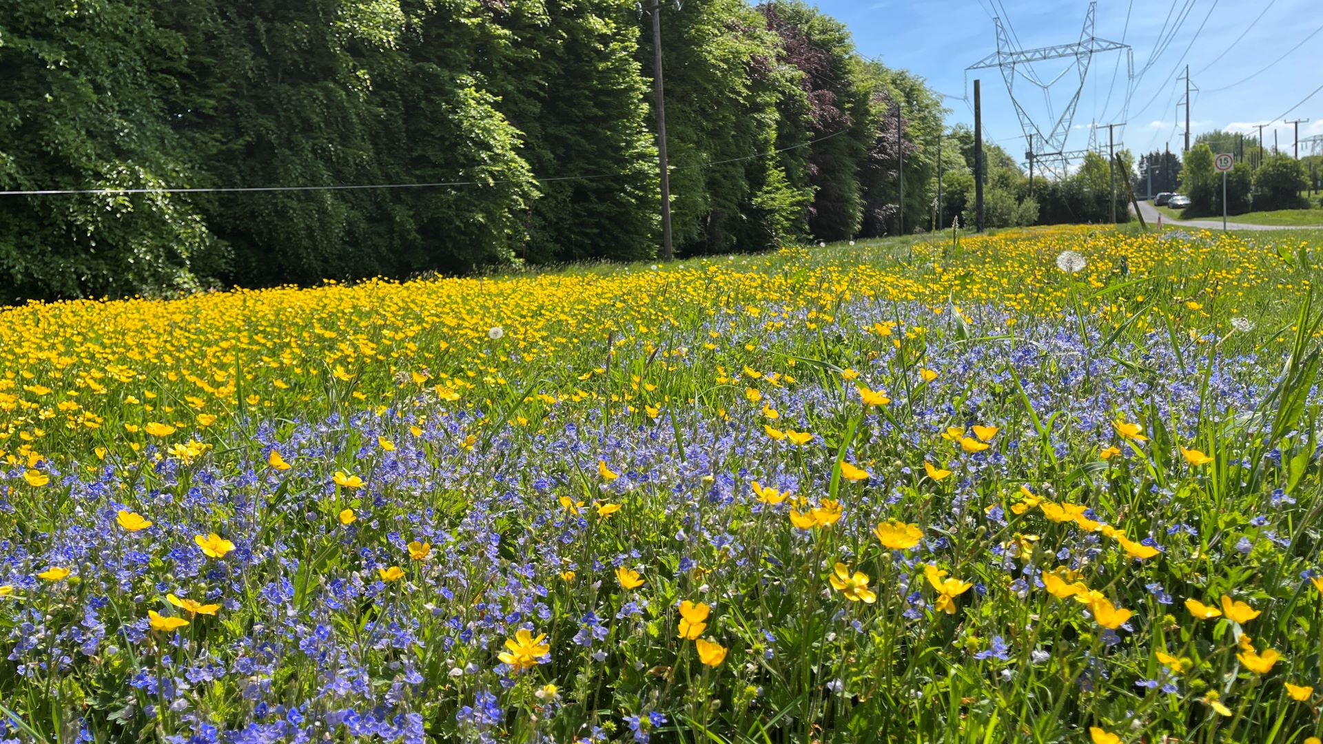 Photograph of a meadow of yellow and lilac wildflowers with electricity pylons and wires visible in the background. 