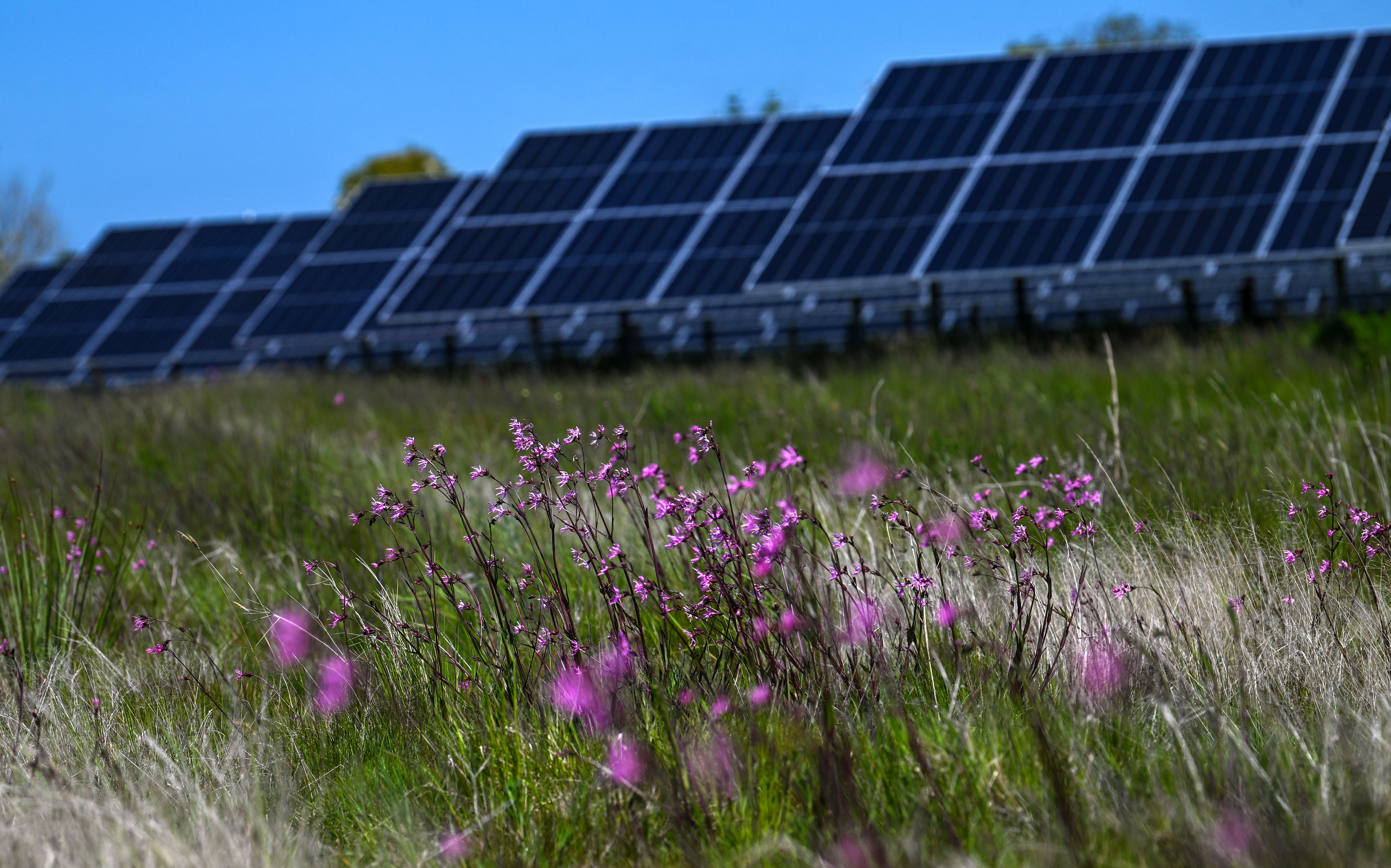 Photograph of purple wildflowers in field with solar panels in the background