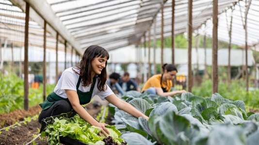 workers-working-at-an-organic-farm-cultivating-green-vegetables
