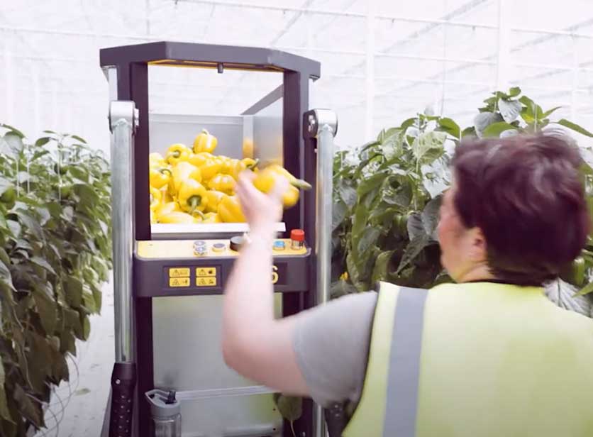 De-carbonising the UK’s largest Greenhouse Project video